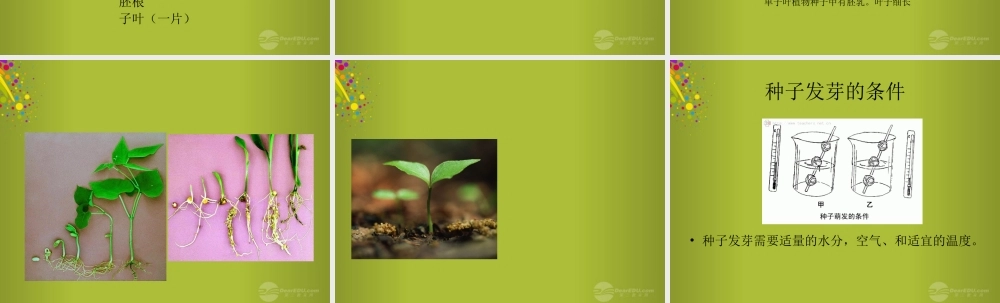 四年级科学下册《种子发芽了》课件2 青岛版