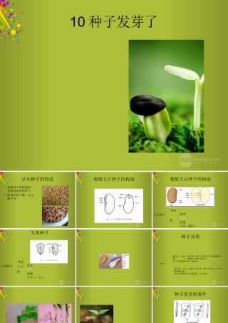 四年级科学下册《种子发芽了》课件2 青岛版