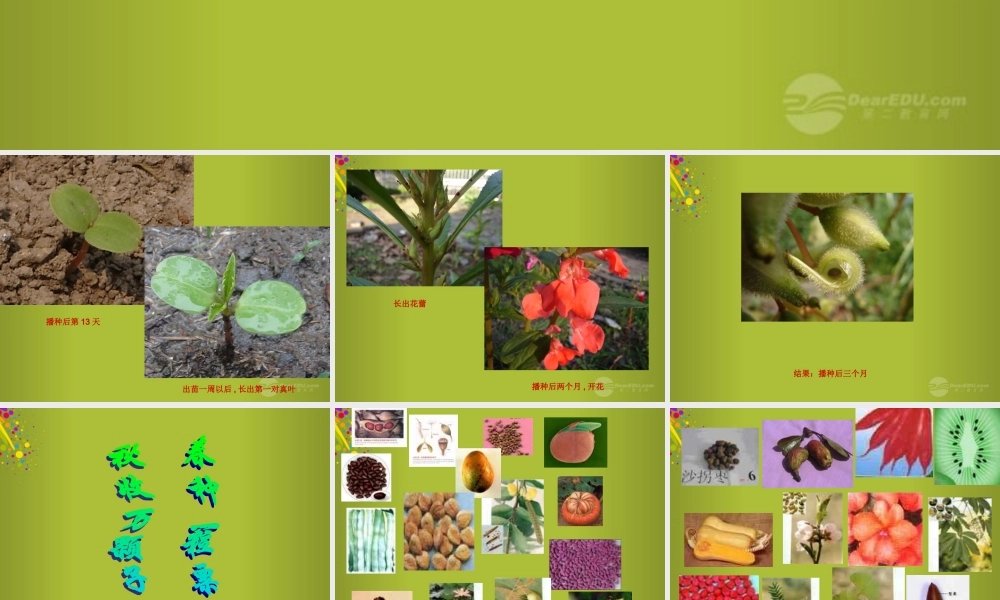 四年级科学下册《种子发芽了》课件3 青岛版