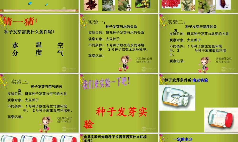 四年级科学下册《种子发芽了》课件3 青岛版