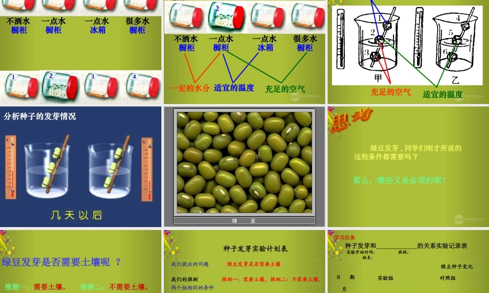 四年级科学下册《种子发芽了》课件3 青岛版