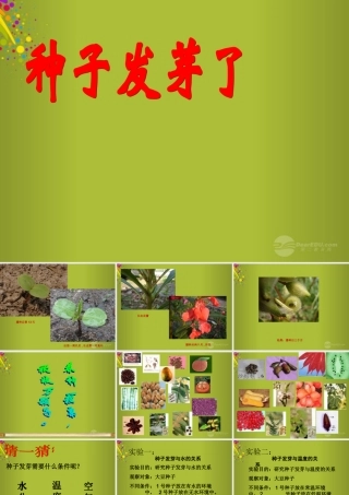 四年级科学下册《种子发芽了》课件3 青岛版