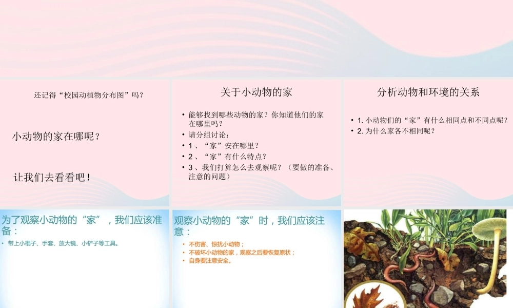 四年级科学上册 第8课《小动物的家》课件（3） 鄂教版-鄂教版小学四年级上册自然科学课件
