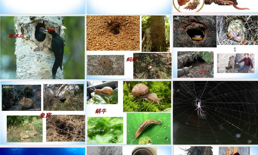 四年级科学上册 第8课《小动物的家》课件（3） 鄂教版-鄂教版小学四年级上册自然科学课件