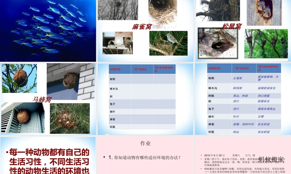 四年级科学上册 第8课《小动物的家》课件（3） 鄂教版-鄂教版小学四年级上册自然科学课件