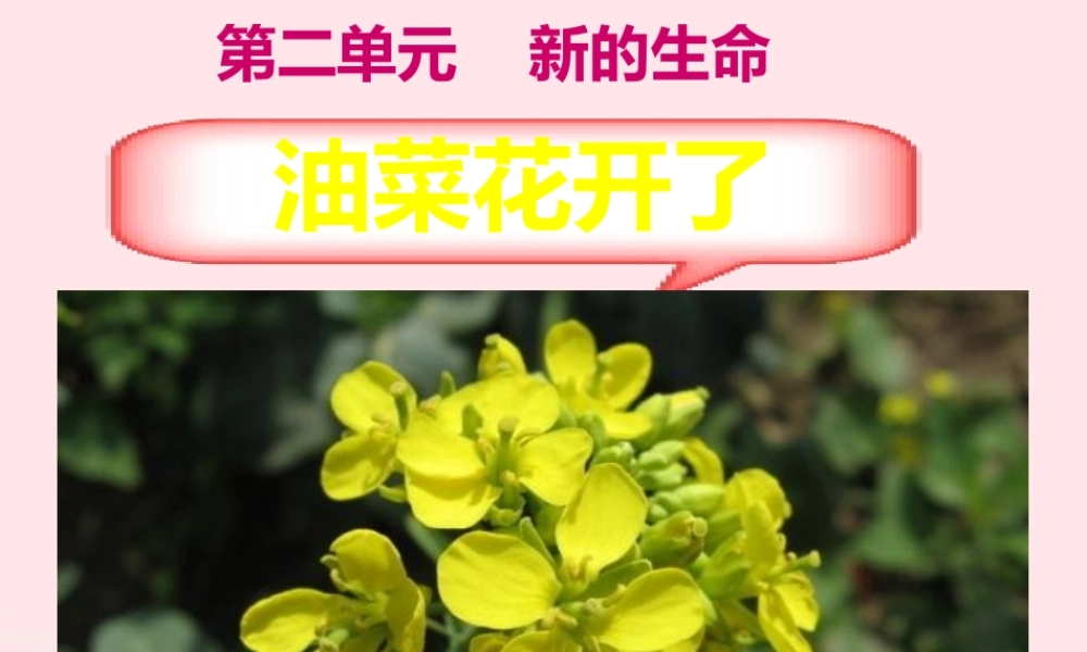 四年级科学下册 2 新的生命 1 油菜花开了课件3 教科版-教科版小学四年级下册自然科学课件