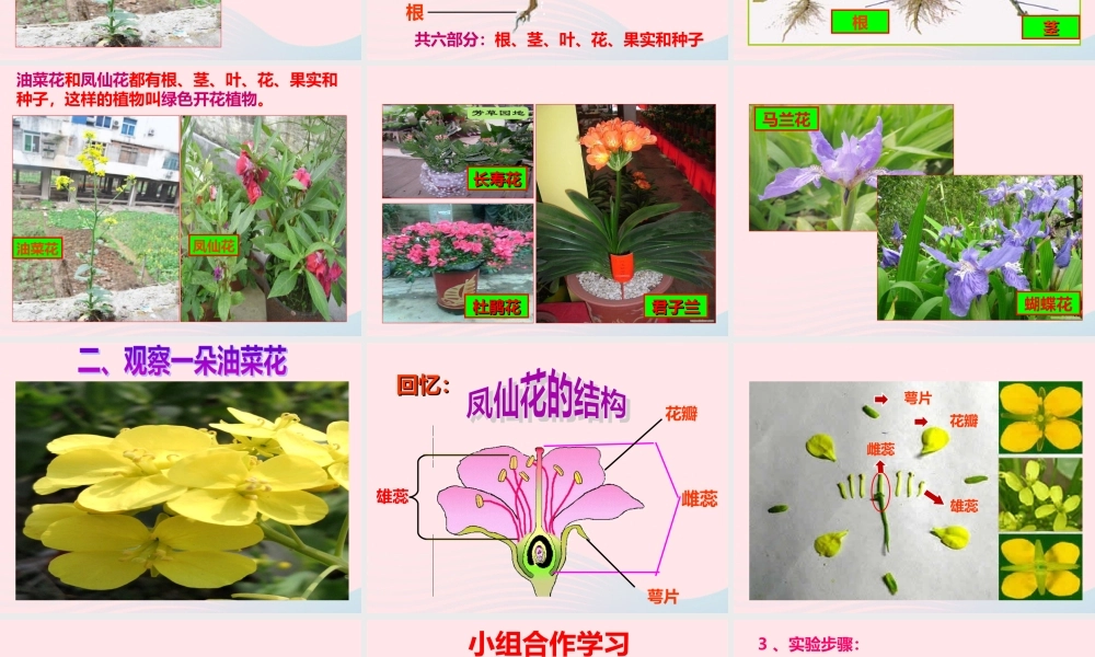 四年级科学下册 2 新的生命 1 油菜花开了课件3 教科版-教科版小学四年级下册自然科学课件