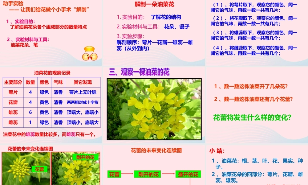 四年级科学下册 2 新的生命 1 油菜花开了课件3 教科版-教科版小学四年级下册自然科学课件