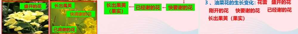 四年级科学下册 2 新的生命 1 油菜花开了课件3 教科版-教科版小学四年级下册自然科学课件