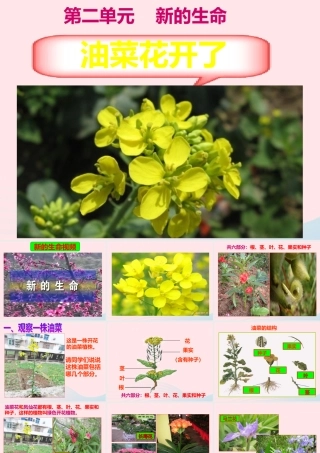 四年级科学下册 2 新的生命 1 油菜花开了课件3 教科版-教科版小学四年级下册自然科学课件