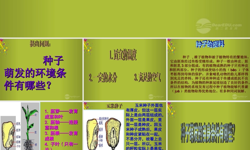 四年级科学下册《种子发芽了》课件4 青岛版