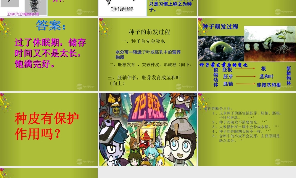 四年级科学下册《种子发芽了》课件4 青岛版