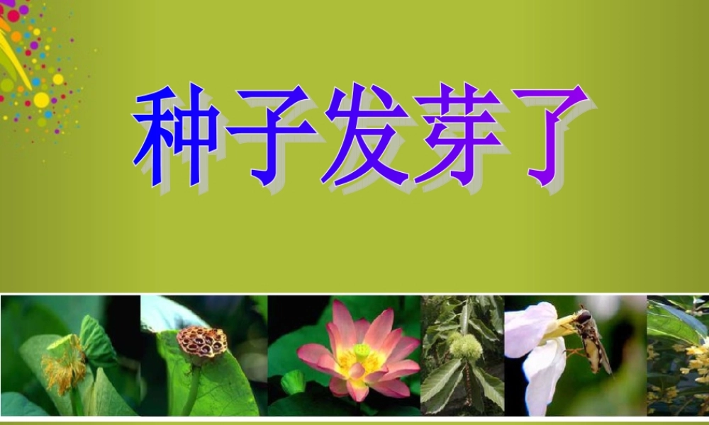 四年级科学下册《种子发芽了》课件5 青岛版