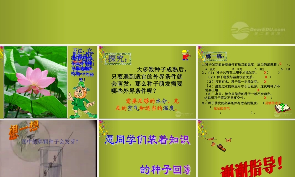 四年级科学下册《种子发芽了》课件5 青岛版