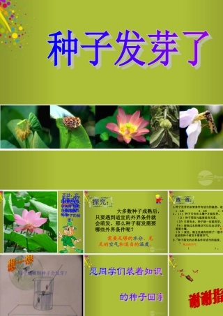 四年级科学下册《种子发芽了》课件5 青岛版