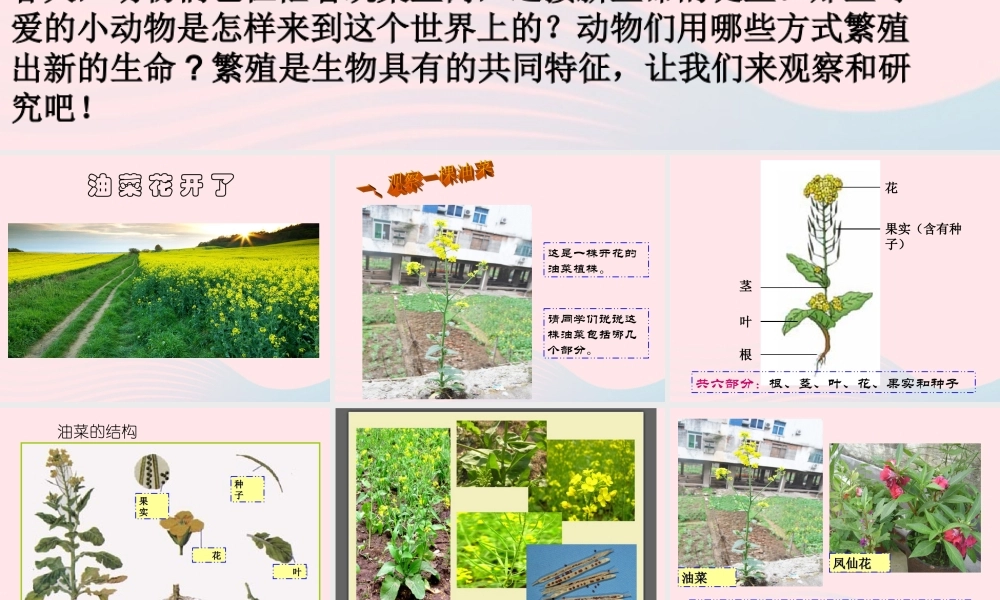 四年级科学下册 2 新的生命 1 油菜花开了课件4 教科版-教科版小学四年级下册自然科学课件