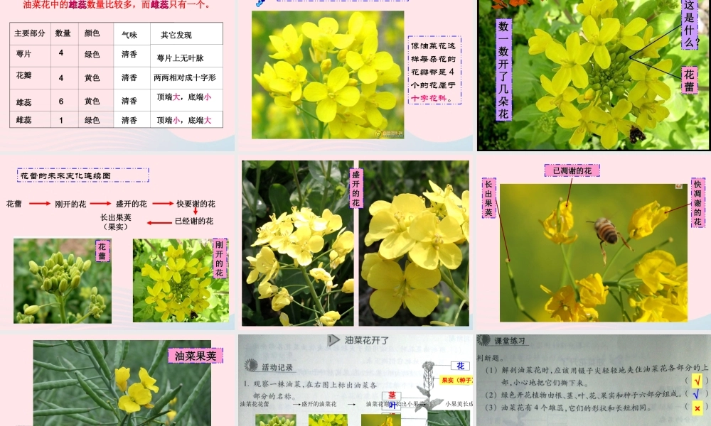 四年级科学下册 2 新的生命 1 油菜花开了课件4 教科版-教科版小学四年级下册自然科学课件