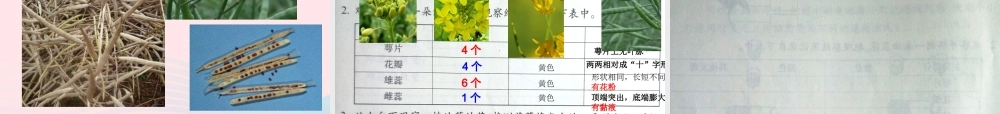 四年级科学下册 2 新的生命 1 油菜花开了课件4 教科版-教科版小学四年级下册自然科学课件
