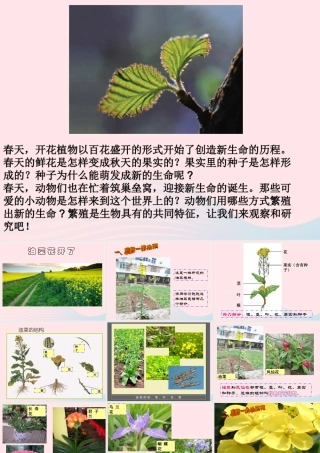 四年级科学下册 2 新的生命 1 油菜花开了课件4 教科版-教科版小学四年级下册自然科学课件