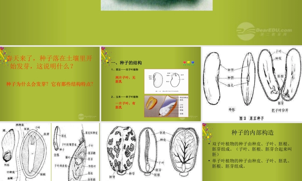 四年级科学下册《种子发芽了》课件6 青岛版