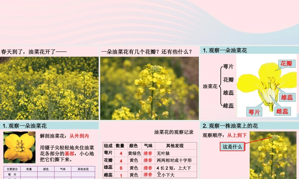 四年级科学下册 2 新的生命 1 油菜花开了课件5 教科版-教科版小学四年级下册自然科学课件