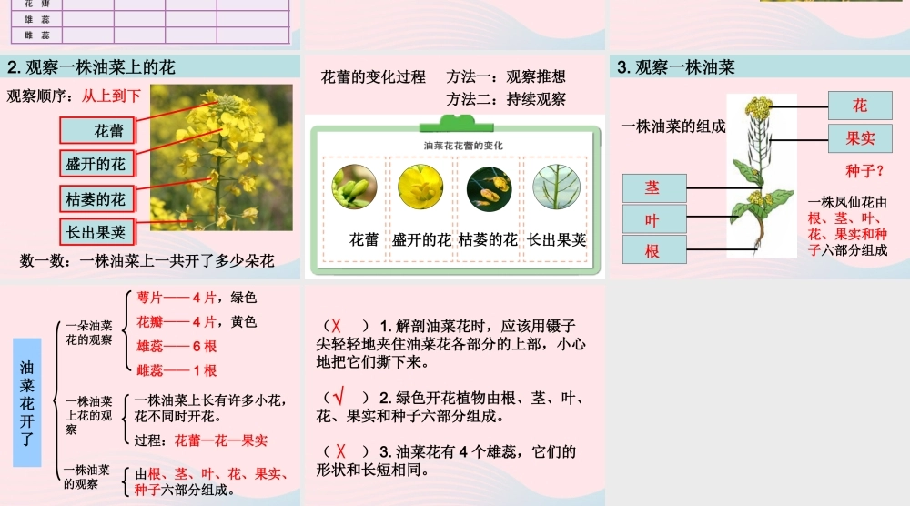 四年级科学下册 2 新的生命 1 油菜花开了课件5 教科版-教科版小学四年级下册自然科学课件