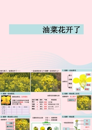 四年级科学下册 2 新的生命 1 油菜花开了课件5 教科版-教科版小学四年级下册自然科学课件