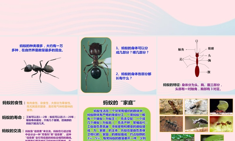 四年级科学上册 第9课《观察蚂蚁》课件（1） 鄂教版-鄂教版小学四年级上册自然科学课件