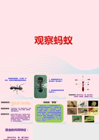 四年级科学上册 第9课《观察蚂蚁》课件（1） 鄂教版-鄂教版小学四年级上册自然科学课件