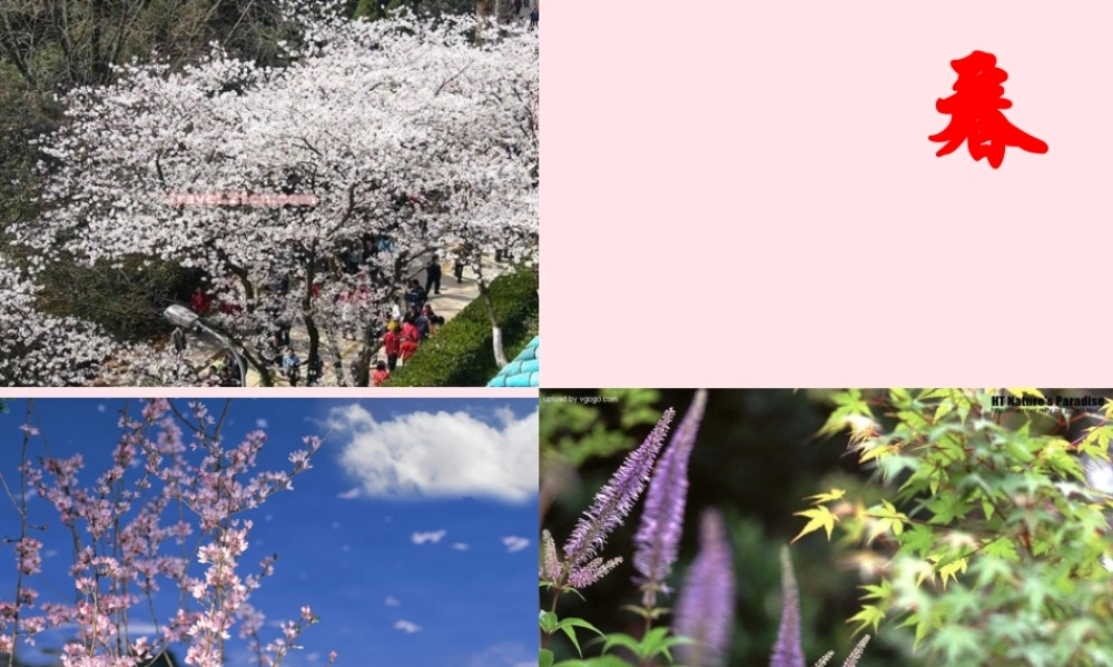 四年级科学下册 2 新的生命 1 油菜花开了课件6 教科版-教科版小学四年级下册自然科学课件