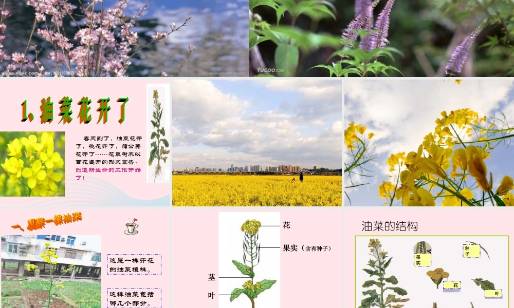 四年级科学下册 2 新的生命 1 油菜花开了课件6 教科版-教科版小学四年级下册自然科学课件