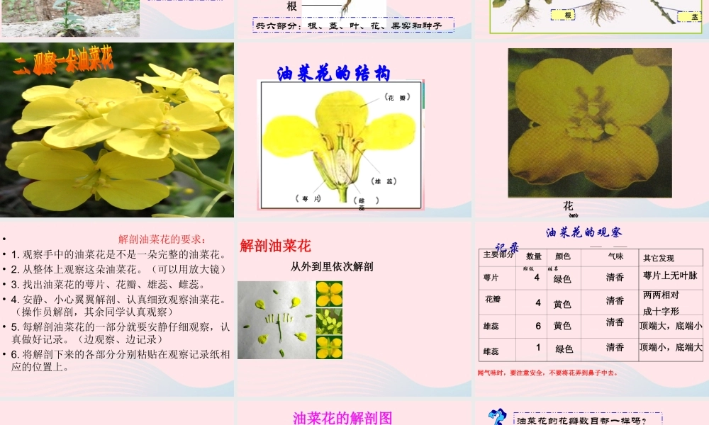 四年级科学下册 2 新的生命 1 油菜花开了课件6 教科版-教科版小学四年级下册自然科学课件