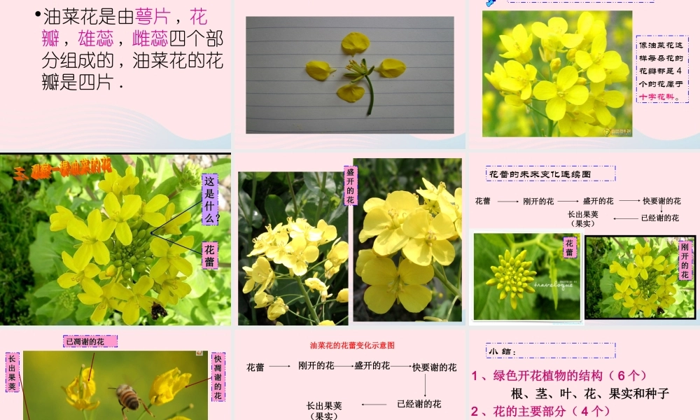 四年级科学下册 2 新的生命 1 油菜花开了课件6 教科版-教科版小学四年级下册自然科学课件