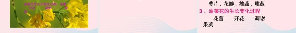 四年级科学下册 2 新的生命 1 油菜花开了课件6 教科版-教科版小学四年级下册自然科学课件