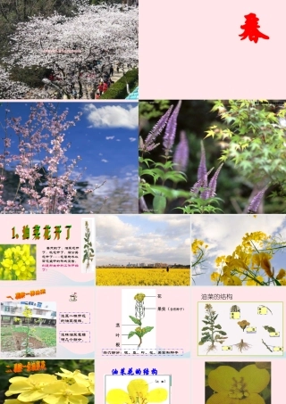 四年级科学下册 2 新的生命 1 油菜花开了课件6 教科版-教科版小学四年级下册自然科学课件