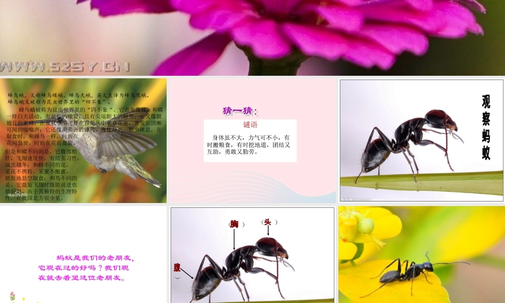 四年级科学上册 第9课《观察蚂蚁》课件（2） 鄂教版-鄂教版小学四年级上册自然科学课件