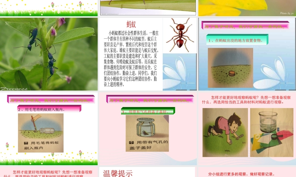 四年级科学上册 第9课《观察蚂蚁》课件（2） 鄂教版-鄂教版小学四年级上册自然科学课件