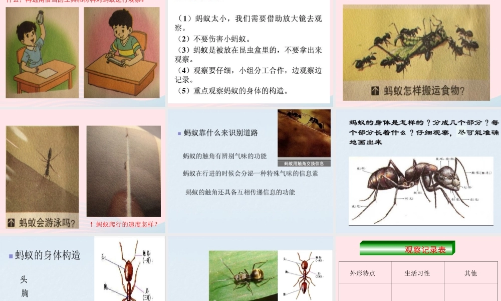 四年级科学上册 第9课《观察蚂蚁》课件（2） 鄂教版-鄂教版小学四年级上册自然科学课件