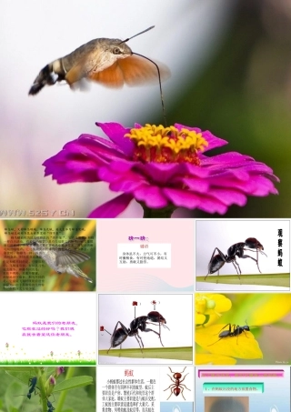 四年级科学上册 第9课《观察蚂蚁》课件（2） 鄂教版-鄂教版小学四年级上册自然科学课件