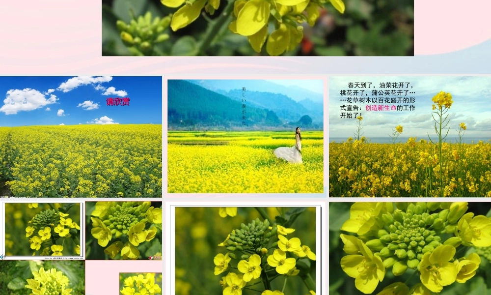 四年级科学下册 2 新的生命 1《油菜花开了》课件 教科版-教科版小学四年级下册自然科学课件