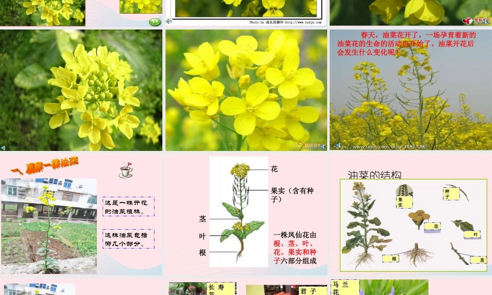 四年级科学下册 2 新的生命 1《油菜花开了》课件 教科版-教科版小学四年级下册自然科学课件