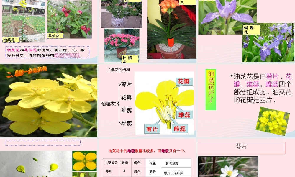 四年级科学下册 2 新的生命 1《油菜花开了》课件 教科版-教科版小学四年级下册自然科学课件
