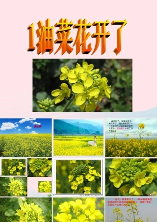 四年级科学下册 2 新的生命 1《油菜花开了》课件 教科版-教科版小学四年级下册自然科学课件