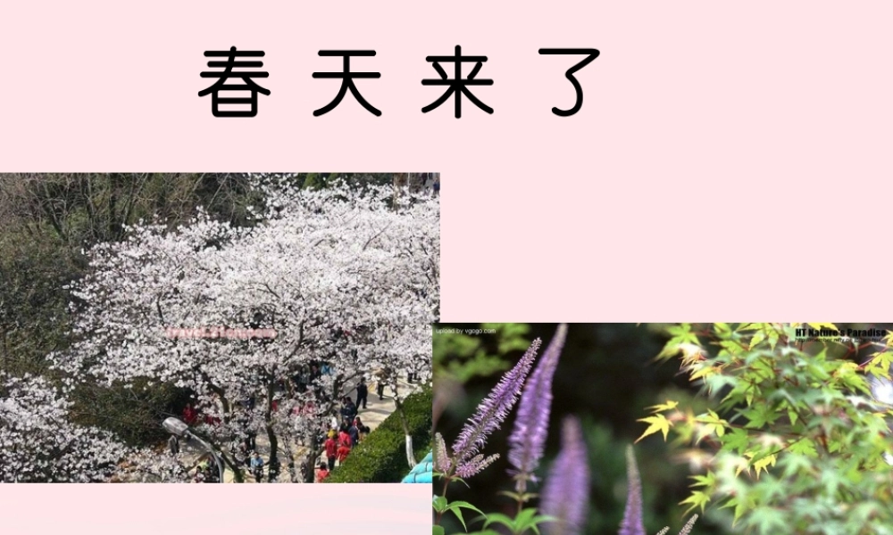 四年级科学下册 2 新的生命 1《油菜花开了》课件1 教科版-教科版小学四年级下册自然科学课件