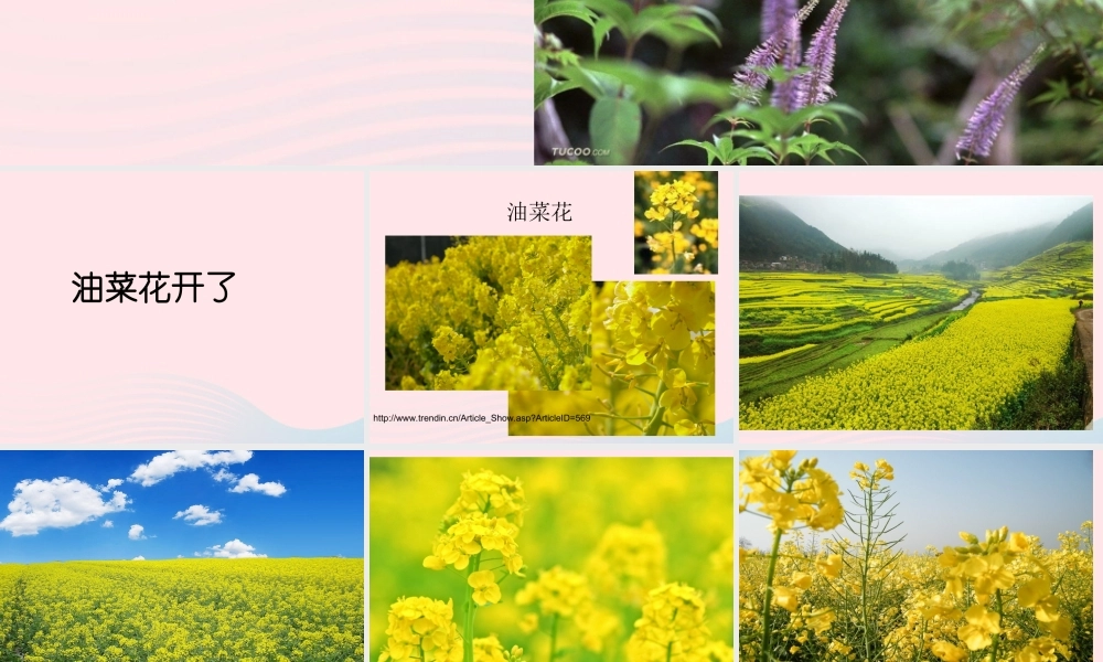 四年级科学下册 2 新的生命 1《油菜花开了》课件1 教科版-教科版小学四年级下册自然科学课件