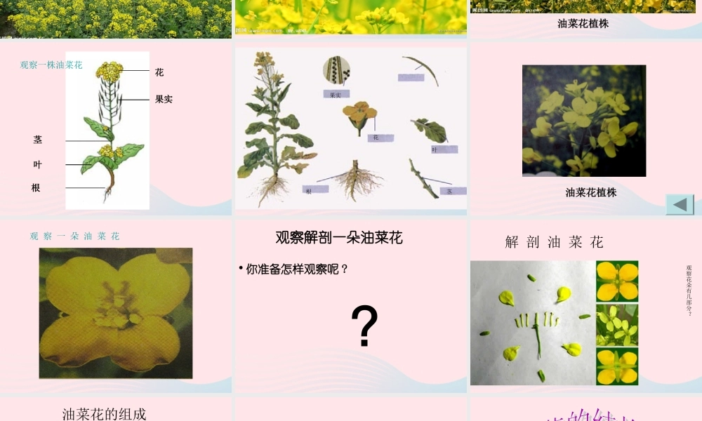 四年级科学下册 2 新的生命 1《油菜花开了》课件1 教科版-教科版小学四年级下册自然科学课件