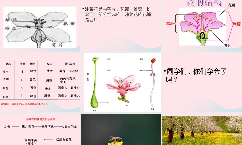 四年级科学下册 2 新的生命 1《油菜花开了》课件1 教科版-教科版小学四年级下册自然科学课件