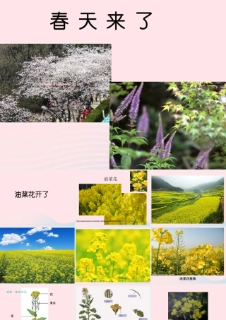 四年级科学下册 2 新的生命 1《油菜花开了》课件1 教科版-教科版小学四年级下册自然科学课件