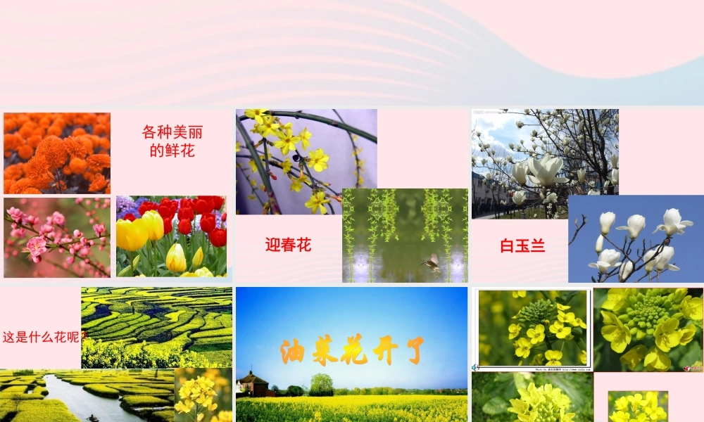 四年级科学下册 2 新的生命 1《油菜花开了》课件2 教科版-教科版小学四年级下册自然科学课件