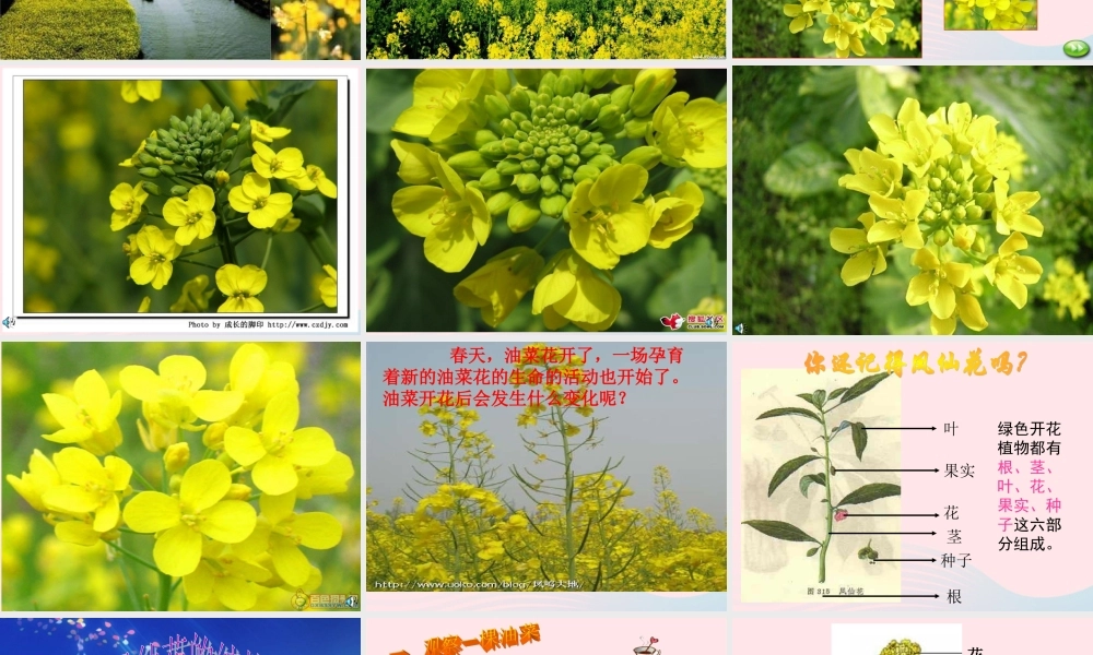 四年级科学下册 2 新的生命 1《油菜花开了》课件2 教科版-教科版小学四年级下册自然科学课件
